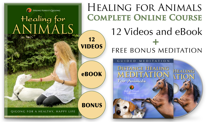 Qigong Healing for Animals