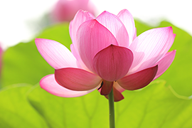 Energy of the Spring Season